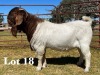 1X BOER GOAT BUCK STUD