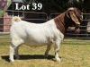 1X BOER GOAT BUCK COMMERCIAL COLOUR