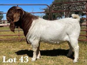 1X BOER GOAT BUCK STUD