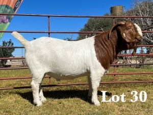 1X BOER GOAT BUCK STUD