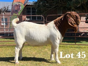 1X BOER GOAT BUCK COMMERCIAL COLOUR TEATS