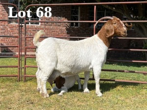 1X BOER GOAT DOE STUD