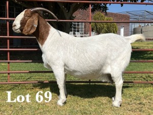 1X BOER GOAT DOE STUD