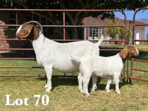 1X BOER GOAT DOE STUD