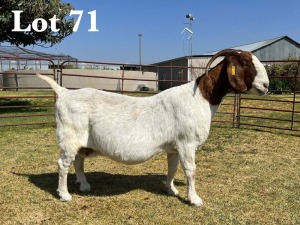 1X BOER GOAT DOE COMMERCIAL