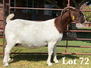 1X BOER GOAT DOE COMMERCIAL TEATS