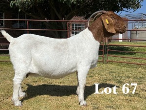 1X BOER GOAT DOE STUD