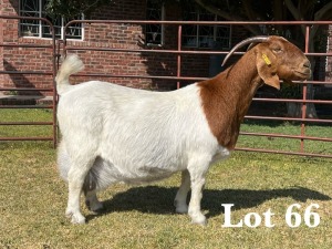 1X BOER GOAT DOE STUD