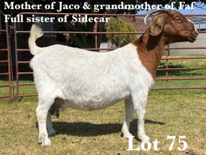 1X BOER GOAT DOE STUD