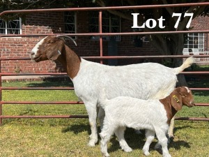 1X BOER GOAT DOE STUD