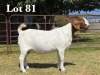 1X BOER GOAT DOE COMMERCIAL TEATS