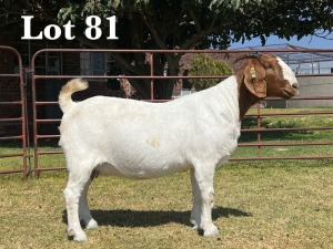 1X BOER GOAT DOE COMMERCIAL TEATS