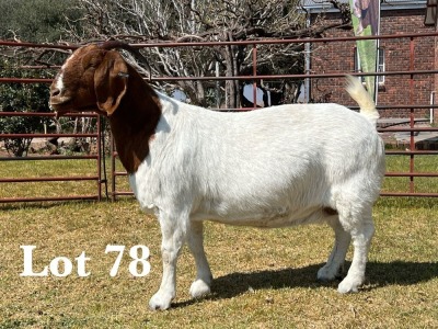 1X BOER GOAT DOE STUD