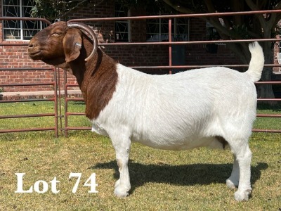 1X BOER GOAT DOE STUD