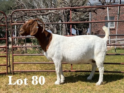 1X BOER GOAT DOE STUD