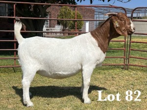 1X BOER GOAT DOE COMMERCIAL