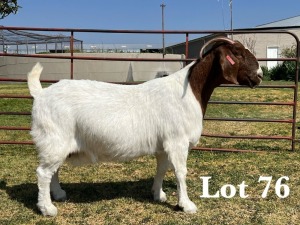 1X BOER GOAT DOE STUD