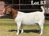 1X BOER GOAT DOE STUD