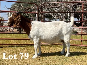 1X BOER GOAT DOE STUD