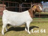 1X BOER GOAT DOE COMMERCIAL COLOUR