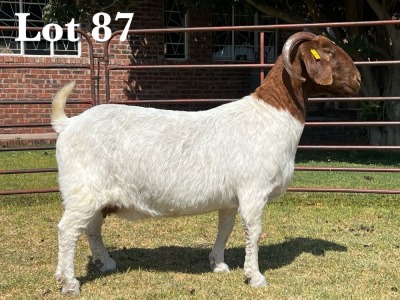 1X BOER GOAT DOE STUD