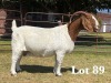 1X BOER GOAT DOE STUD