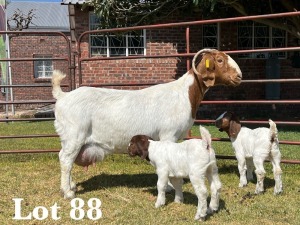 1X BOER GOAT DOE STUD