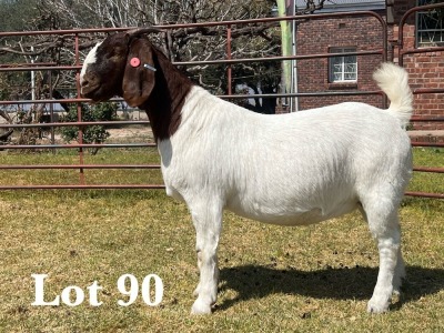 1X BOER GOAT DOE STUD