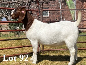 1X BOER GOAT DOE COMMERCIAL TEATS