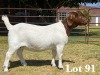 1X BOER GOAT DOE STUD