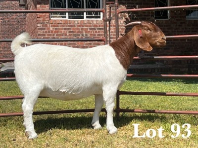 1X BOER GOAT DOE STUD