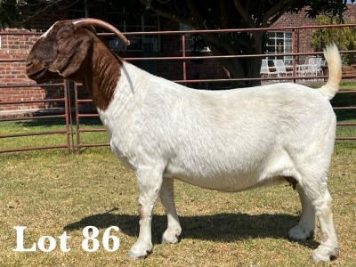 1X BOER GOAT DOE COMMERCIAL