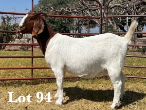 1X BOER GOAT DOE STUD