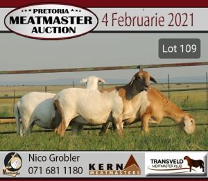 LOT 109 3X MEATMASTER OOI MET LAMMERS/EWE WITH LAMBS KERN MEATMASTERS(PER STUK OM LOT TE NEEM/PER PIECE TO TAKE THE LOT)