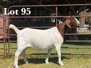 1X BOER GOAT DOE STUD