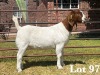 1X BOER GOAT DOE COMMERCIAL COLOUR