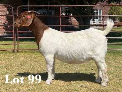 1X BOER GOAT DOE STUD