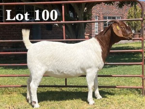 1X BOER GOAT DOE STUD