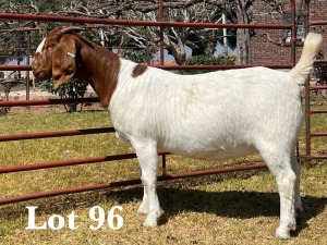 1X BOER GOAT DOE STUD