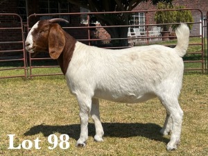 1X BOER GOAT DOE COMMERCIAL