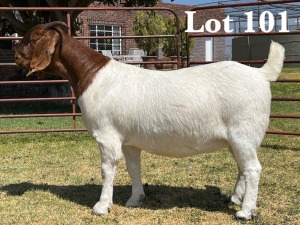 1X BOER GOAT DOE STUD