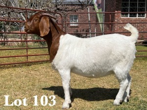 1X BOER GOAT DOE COMMERCIAL TEATS