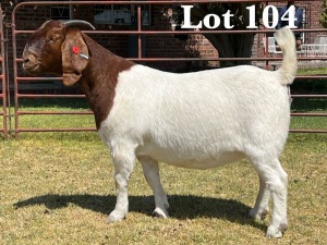 1X BOER GOAT DOE STUD