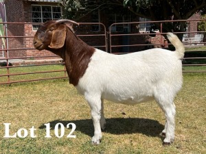 1X BOER GOAT DOE COMMERCIAL COLOUR