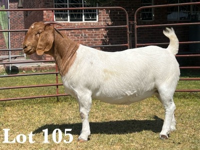 1X BOER GOAT DOE COMMERCIAL COLOUR