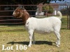 1X BOER GOAT DOE STUD