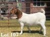 1X BOER GOAT DOE STUD