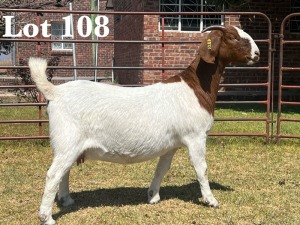 1X BOER GOAT DOE COMMERCIAL TEATS