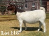 1X BOER GOAT DOE COMMERCIAL COLOUR TEATS - 3