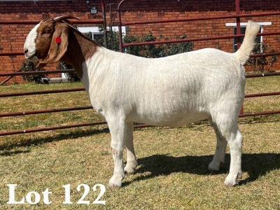 1X BOER GOAT DOE COMMERCIAL TEATS